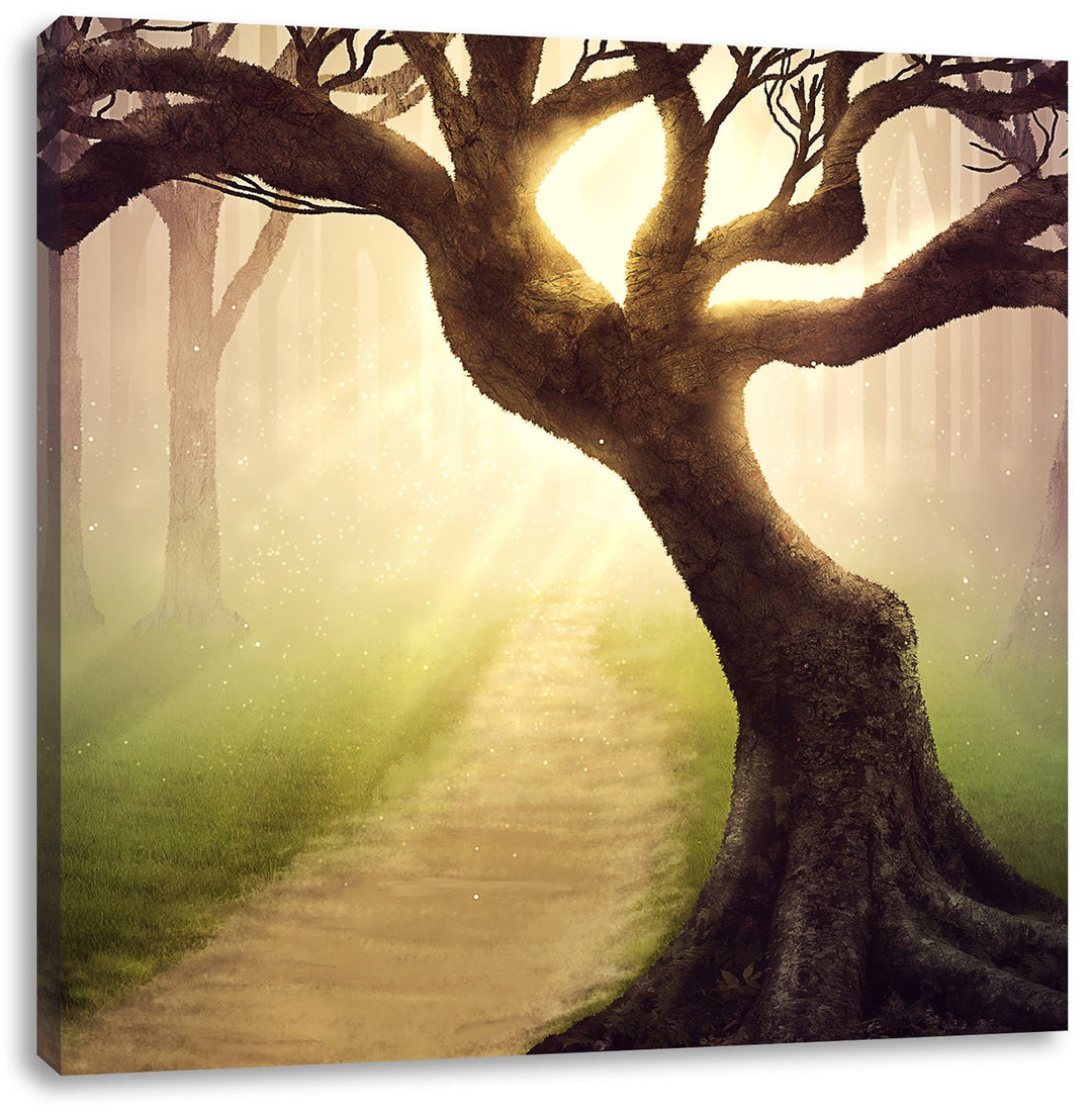 Riesiger Baum am Waldweg, Format: 70x70 auf Leinwand, XXL riesige Bilder fertig gerahmt mit Keilrahm
