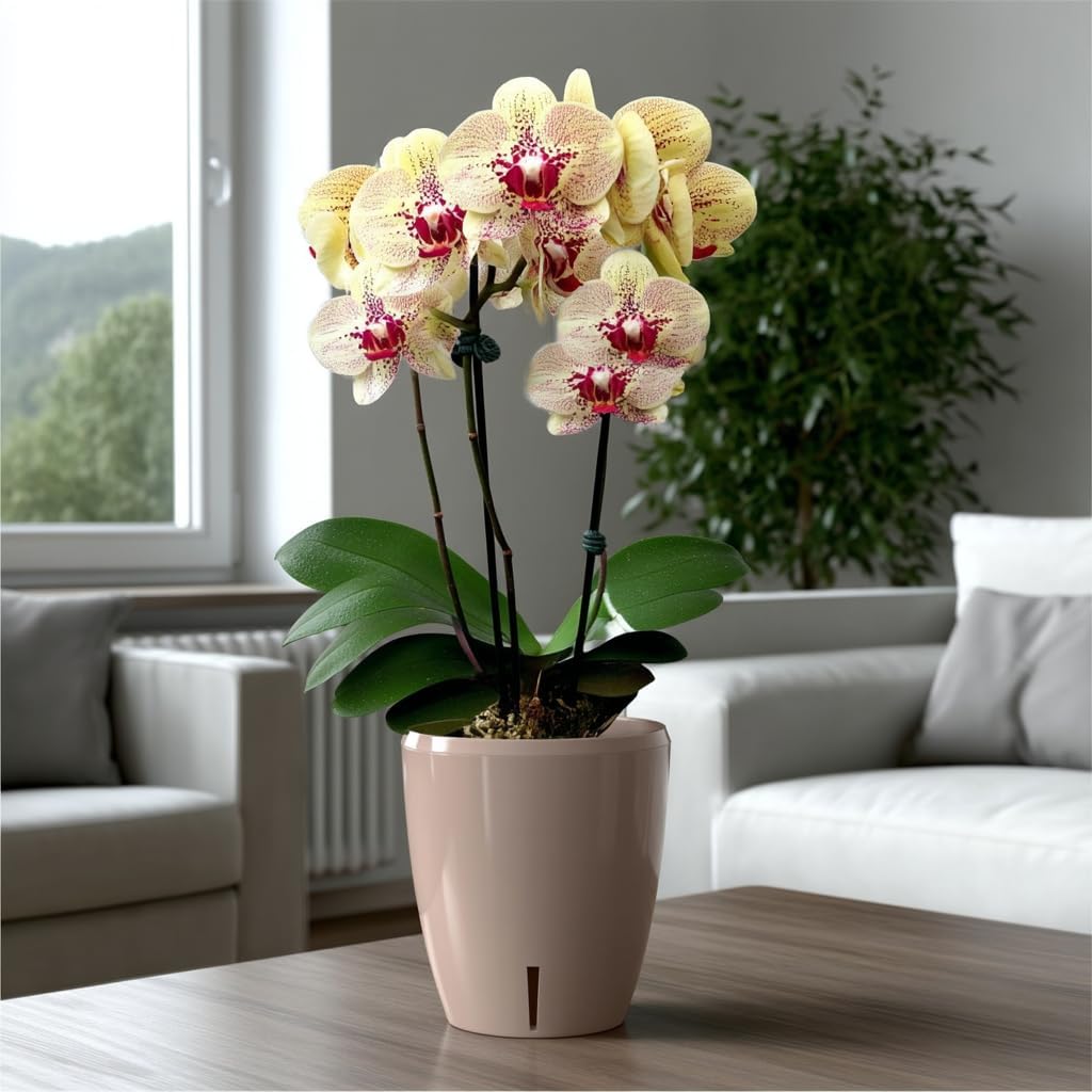 Santino 6er-Set Orchideentopf D 12cm Selbstbewässernder Topf mit Dochtsystem und Wasserstandsanzeige