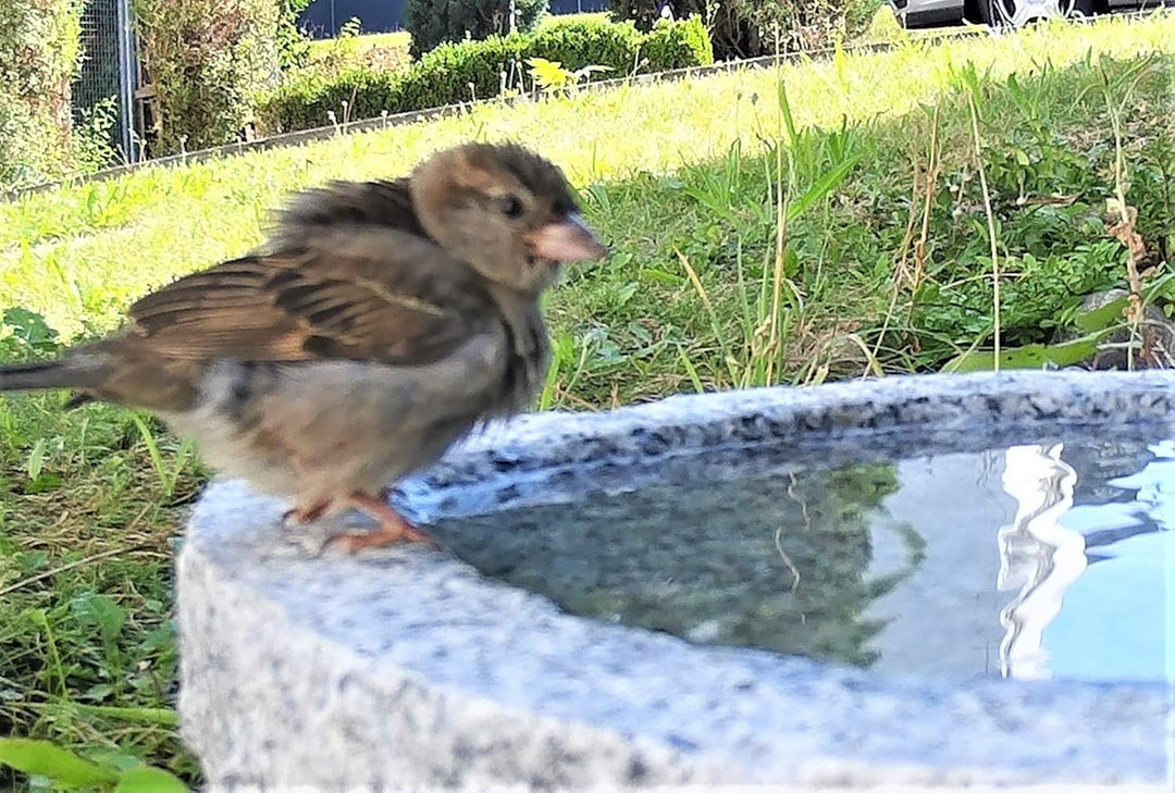 Vogelbad aus Granit in Schalenform (mit 3 Vögele am Rand sitzend), mit 3 Vögele am Rand sitzend