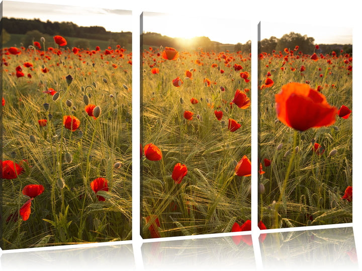Pixxprint Mohnfeld bei Sonnenuntergang als Leinwandbild/Grösse: 3 Teilig (120x80) cm/Wandbild/Kunstd