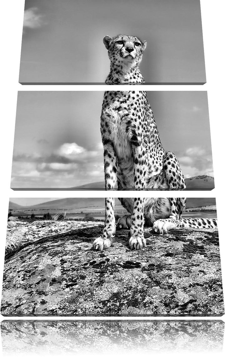 Pixxprint Monocrome, Wachsamer Gepard 3-Teiler Leinwandbild 120x80 Bild auf Leinwand