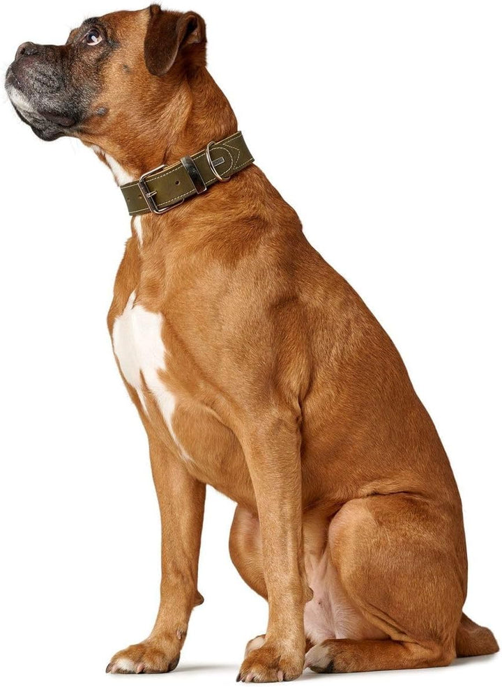 HUNTER AALBORG SPECIAL Hundehalsband, Leder, strapazierfähig, komfortabel, 45 (S), oliv oliv 45 (S),
