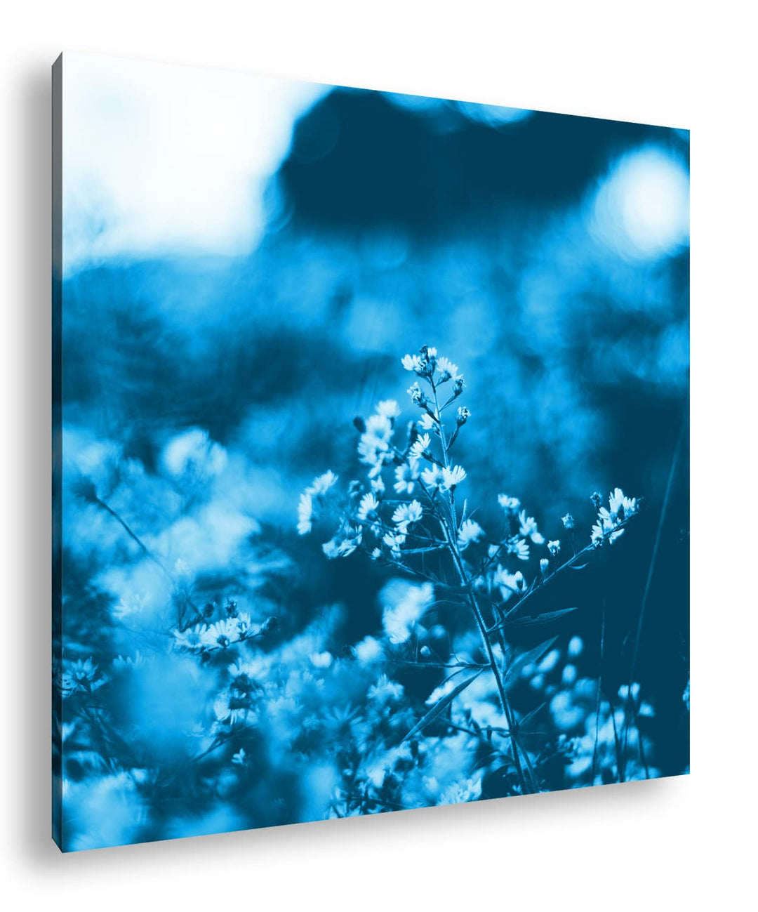 deyoli weisse Wildblumen Format: 70x70 Effekt: Monocrome Blau als Leinwandbild, Motiv fertig gerahmt