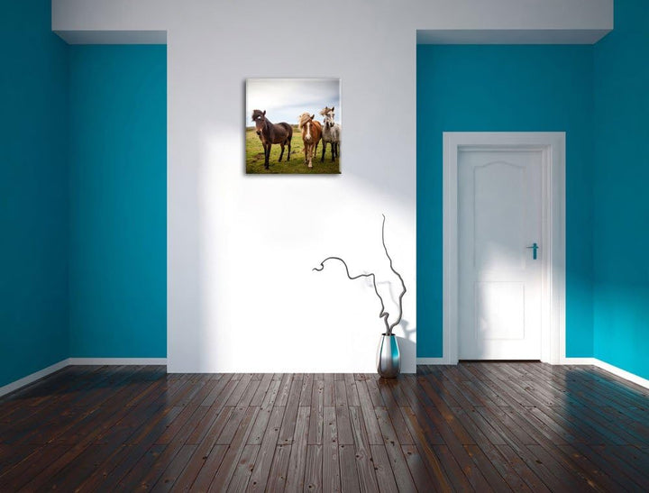 Drei wilde Islandpferde, Format: 70x70 auf Leinwand, XXL riesige Bilder fertig gerahmt mit Keilrahme