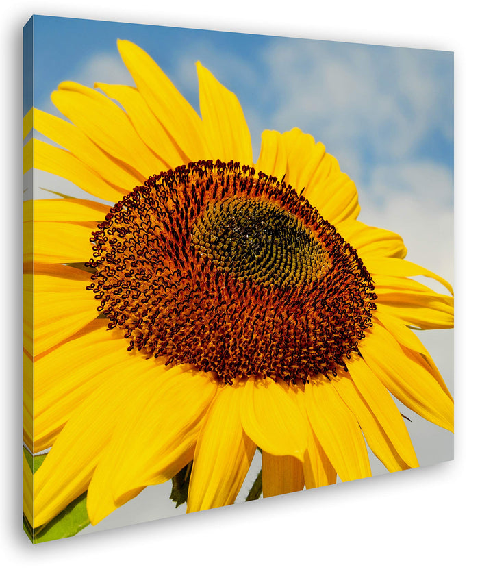 deyoli edle Sonnenblume Format: 60x60 als Leinwandbild, Motiv fertig gerahmt auf Echtholzrahmen, Hoc