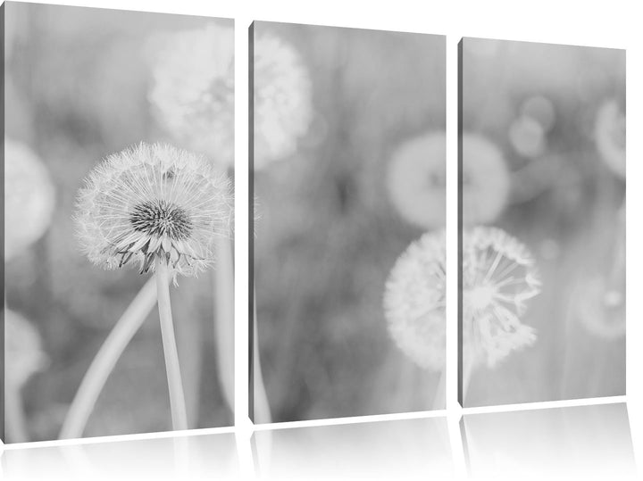 Pixxprint Romantische Pusteblumen Schwarz/Weiss 3-Teiler Leinwandbild 120x80 Bild auf Leinwand