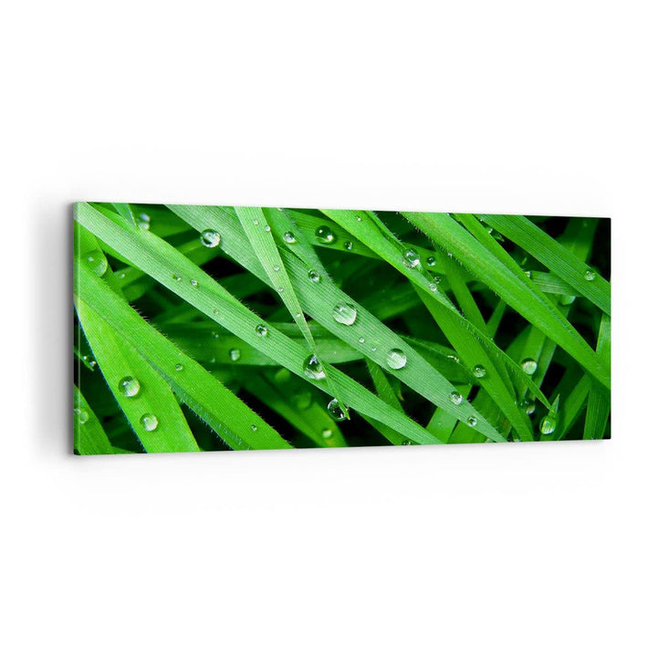 Panorama Bilder auf Leinwand 100x40cm Leinwandbild Natur Gras Wasser Tropfen Gross Wanddeko Bild Sch
