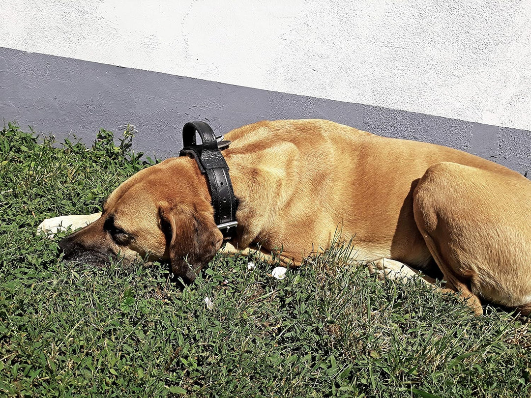 Dingo Gear Halsband für Hund ''Drago'' aus Band Amortisiert Schwarz mit Griff Handgefertigt S04023 4