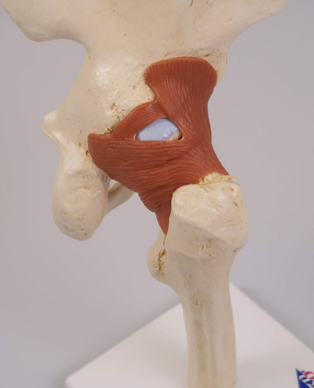 3B Scientific Menschliche Anatomie - Luxus Hüftgelenk-Funktionsmodell + kostenlose Anatomie App - 3B