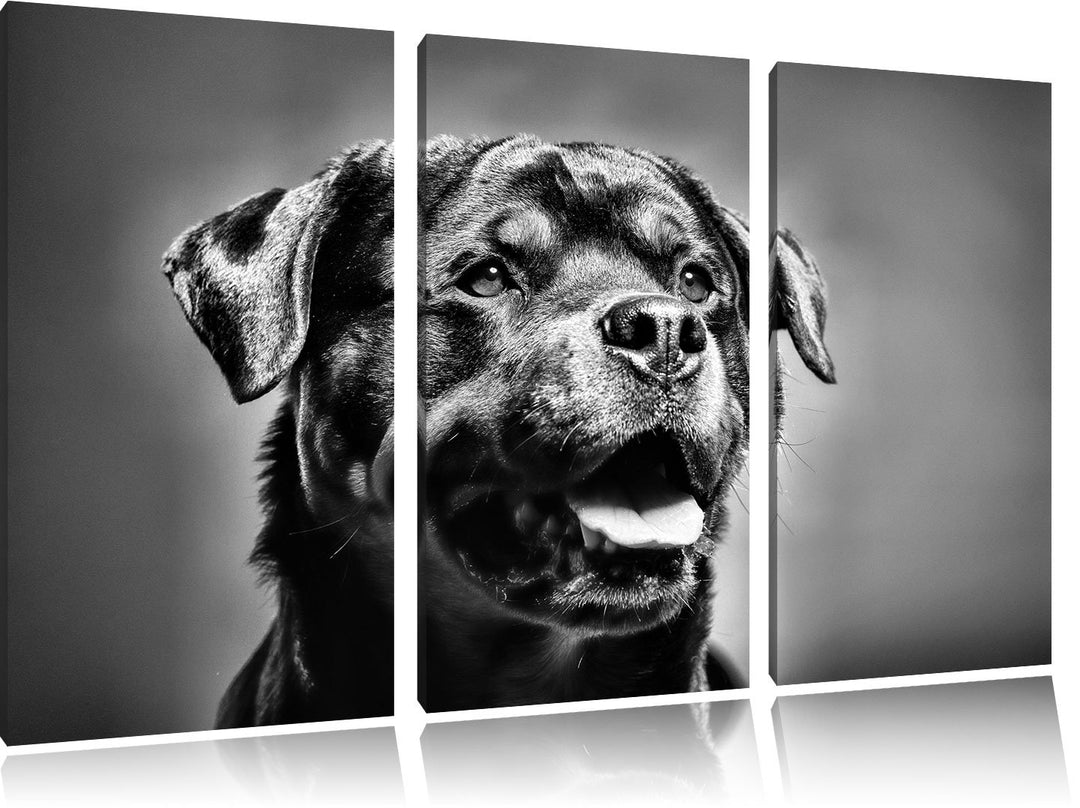 Pixxprint Treuer Rottweiler als Leinwandbild | Grösse: 3 Teilig (120x80) | Wandbild| Kunstdruck | fe