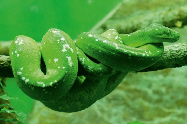 CALVENDO Grüne Baumpython (Morelia Viridis) 75L x 50B cm, 75L x 50B cm