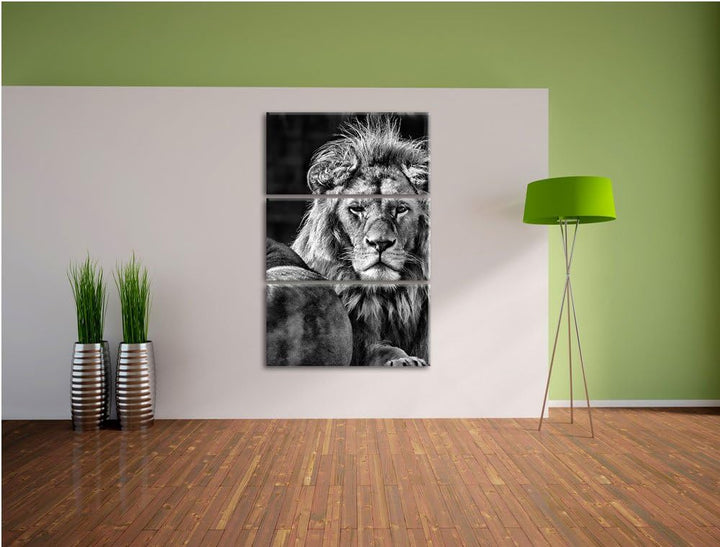 Pixxprint schönes Löwenpaar als Leinwandbild/Grösse: 3 Teilig (120x80) cm/Wandbild/Kunstdruck/fertig
