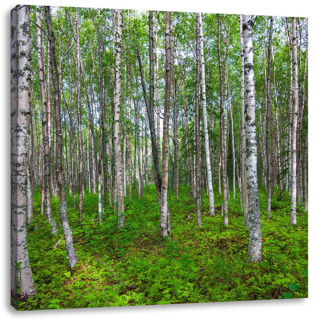 Pixxprint Birkenwald, Format: 70x70 auf Leinwand, XXL riesige Bilder fertig gerahmt mit Keilrahmen,