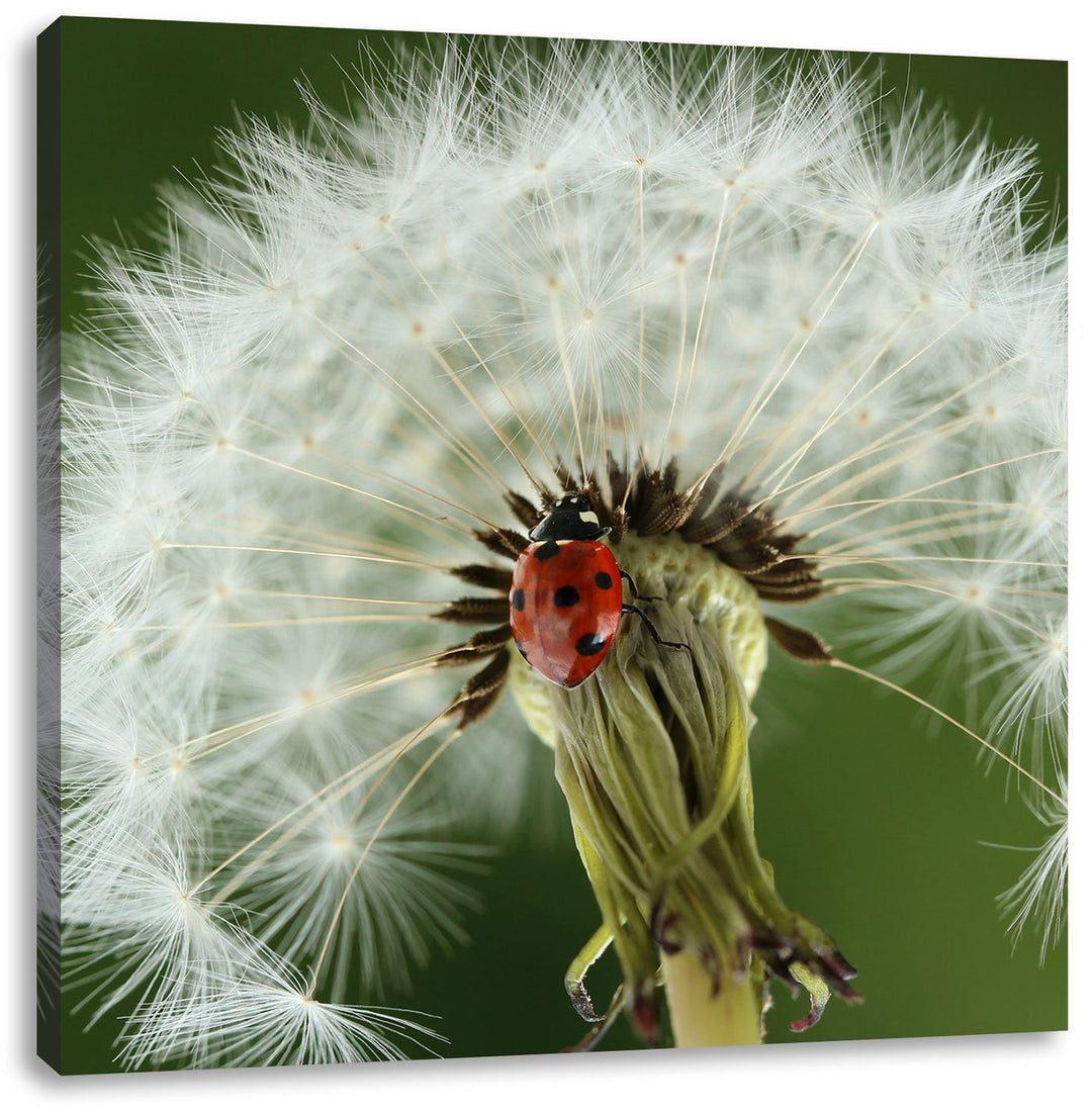 Marienkäfer auf Pusteblume, Format: 70x70 auf Leinwand, XXL riesige Bilder fertig gerahmt mit Keilra