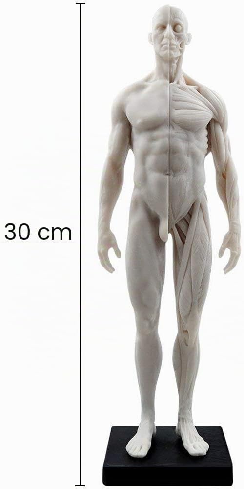Aprodite Anatomie-Figur für Künstler, 30 cm, Weiss