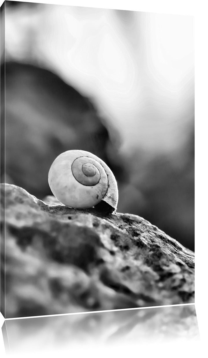 Pixxprint kleine Schnecke auf Stein als Leinwandbild | Grösse: 100x70 cm | Wandbild | Kunstdruck | f