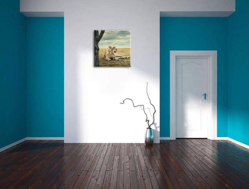 Löwin Ruhe Savanne, Format: 70x70 auf Leinwand, XXL riesige Bilder fertig gerahmt mit Keilrahmen, Ku