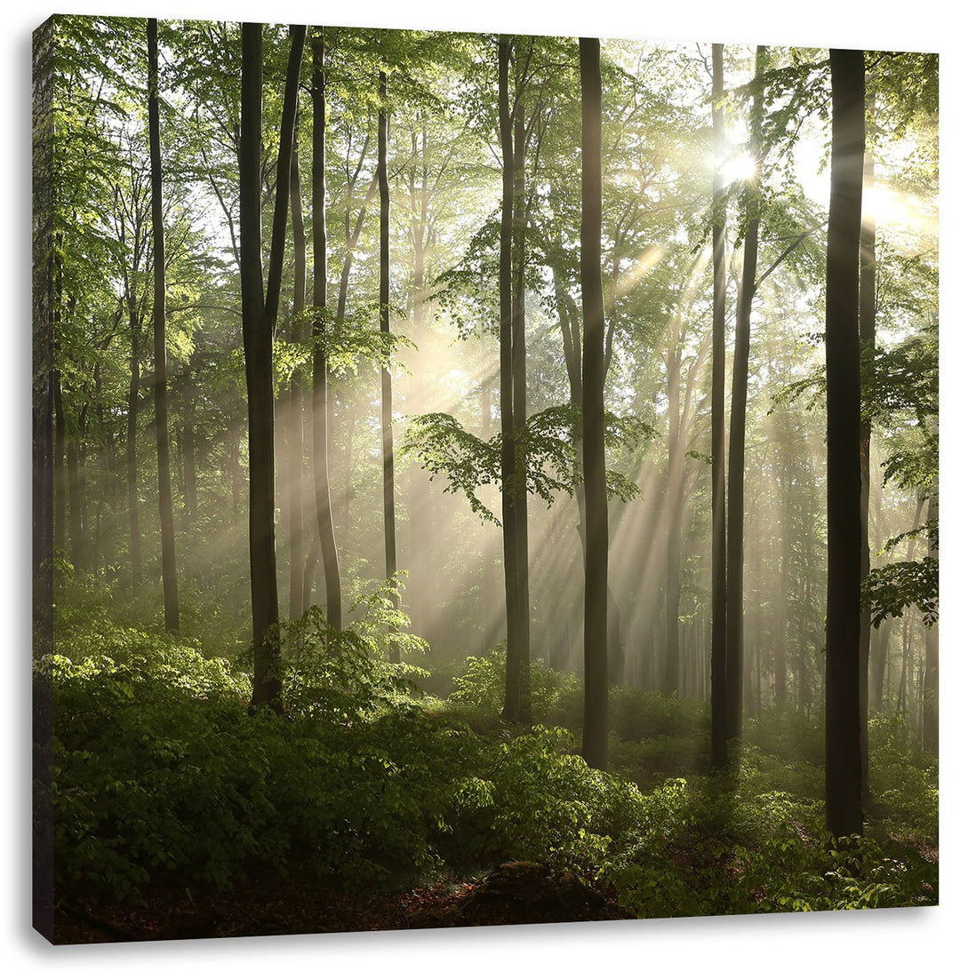 Sonnenstrahlen im Wald, Format: 70x70 auf Leinwand, XXL riesige Bilder fertig gerahmt mit Keilrahmen