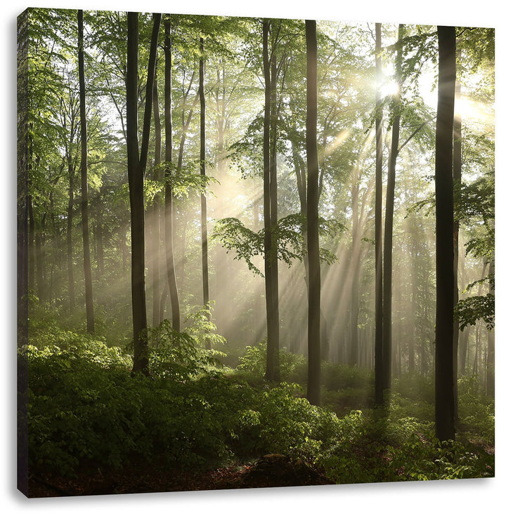 Sonnenstrahlen im Wald, Format: 70x70 auf Leinwand, XXL riesige Bilder fertig gerahmt mit Keilrahmen