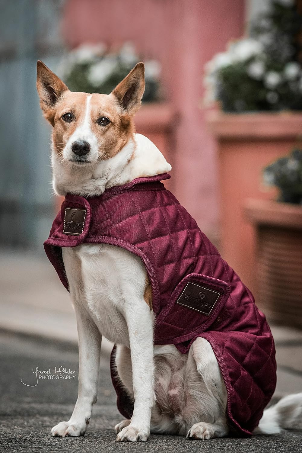 Kentucky Hundemantel Bordeaux XL, bordeaux XL