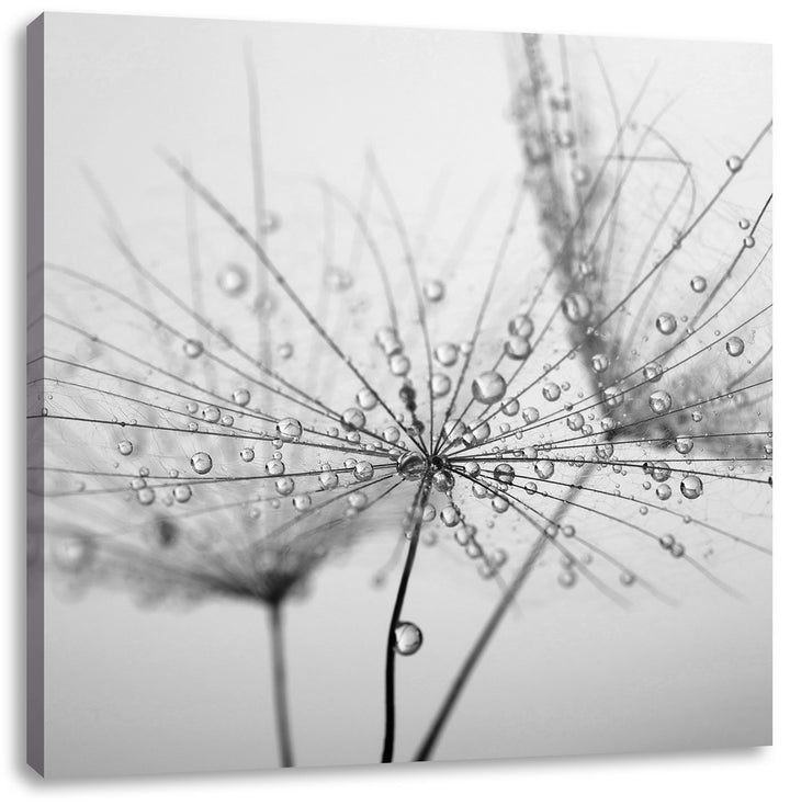 Pixxprint Pusteblume bedeckt mit Tropfen Schwarz/Weiss, Format: 70x70 auf Leinwand, 70x70