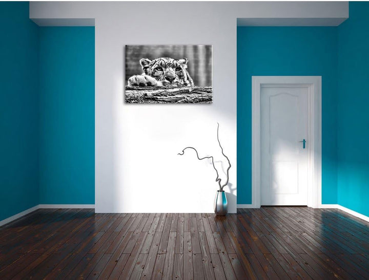 Pixxprint Schöner Leopard / 100x70cm Leinwandbild bespannt auf Holzrahmen/Wandbild Kunstdruck Dekora