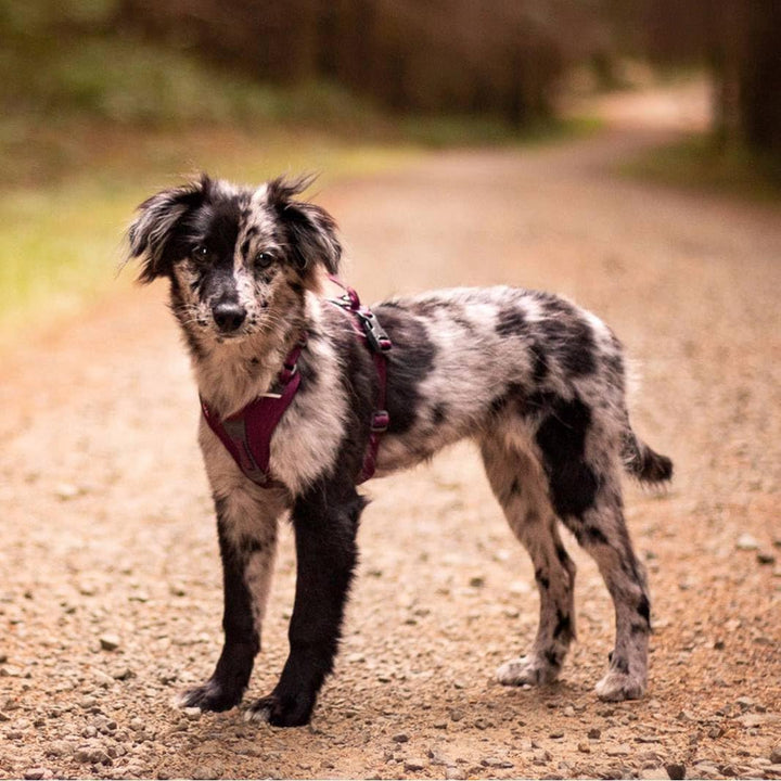 Non-stop dogwear Ramble Harness |Green| Führ und Alltagsgeschirr, Grösse:S
