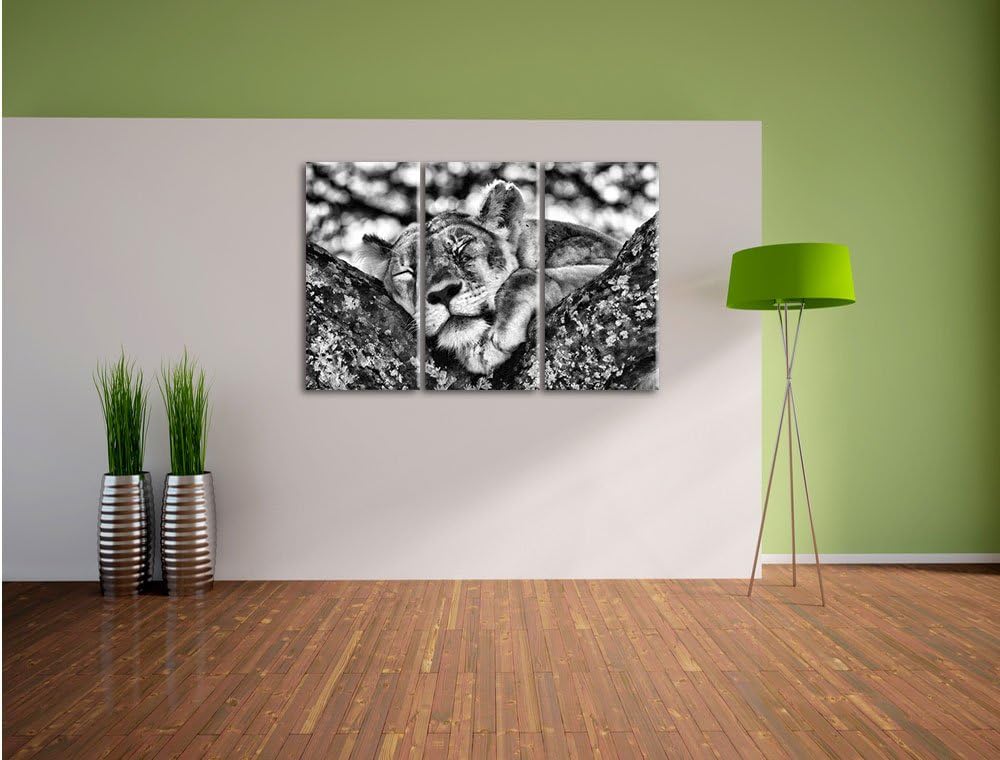Pixxprint müde Löwin ruht auf Baum als Leinwandbild/Grösse: 3 Teilig (120x80) cm/Wandbild/Kunstdruck