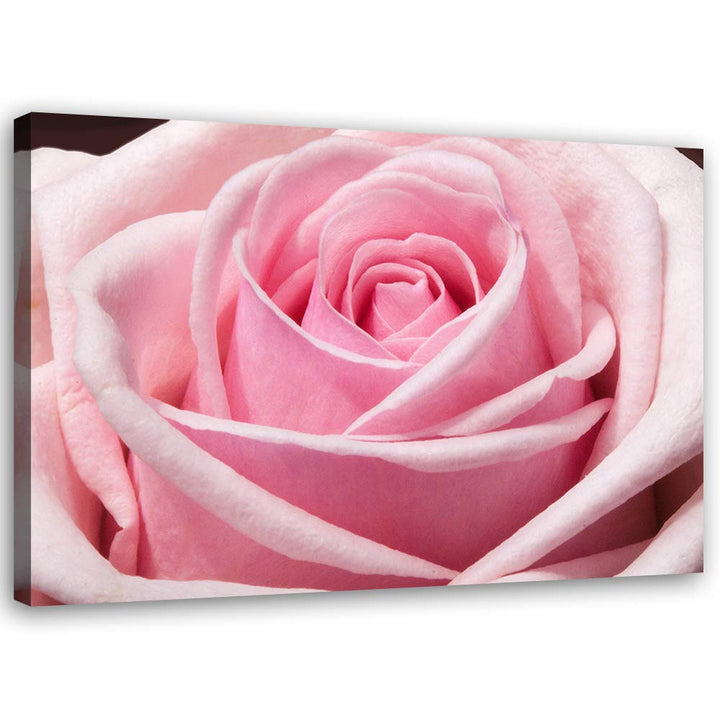 Feeby Bild auf Leinwand Blume Kunstdruck modern Rose Rosa 80x60 cm M14557 80x60 cm, M14557 80x60 cm