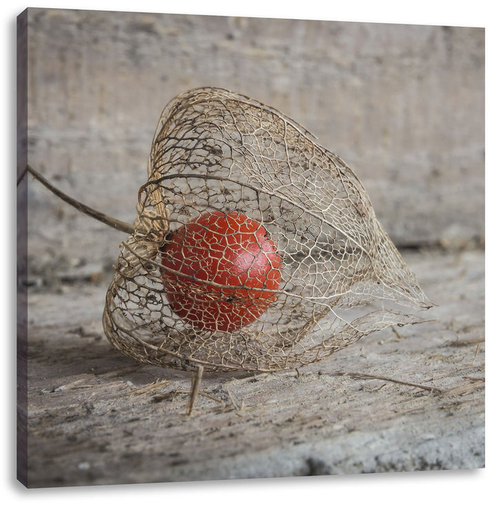 Pixxprint Physalis, Format: 70x70 auf Leinwand, XXL riesige Bilder fertig gerahmt mit Keilrahmen, Ku