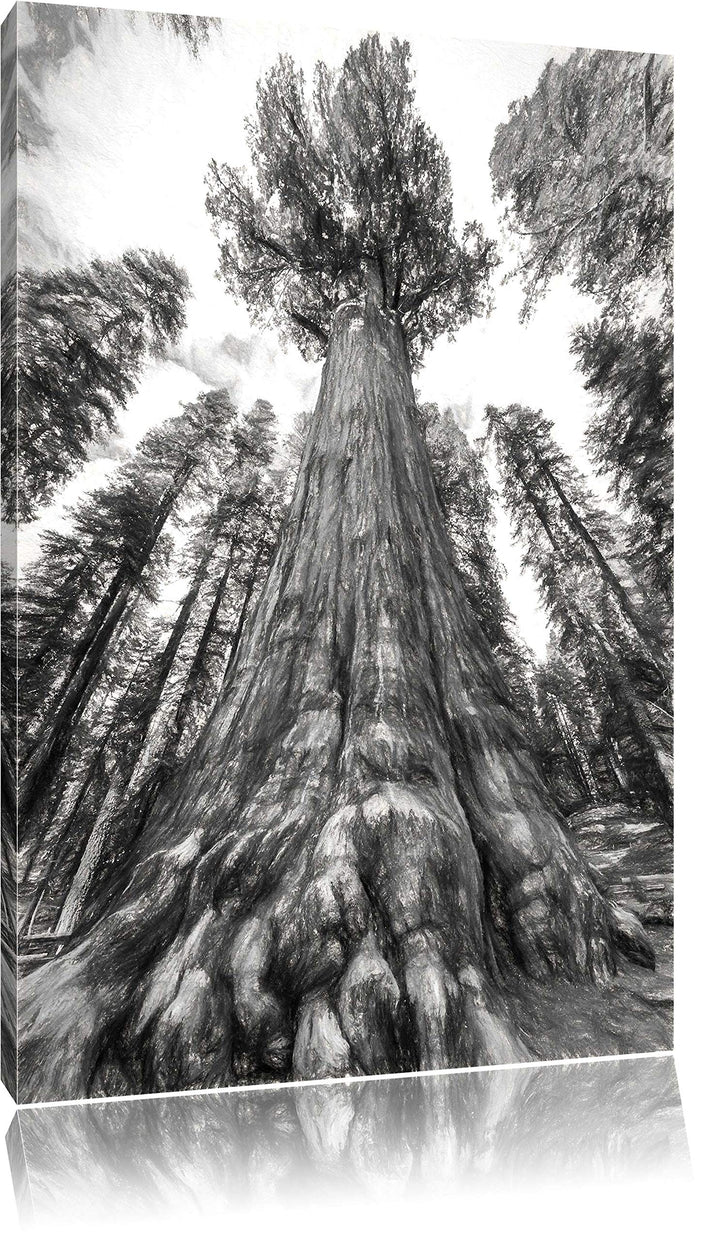 Pixxprint Mammutbaum im Regenwald Kohle Effekt, Format: 100x70 auf Leinwand, 100x70