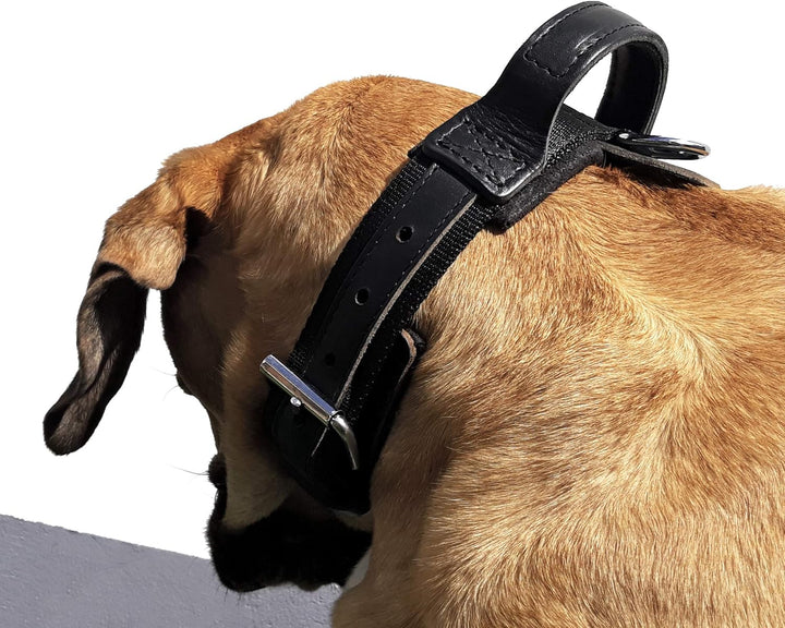 Dingo Gear Halsband für Hund ''Drago'' aus Band Amortisiert Schwarz mit Griff Handgefertigt S04023 4