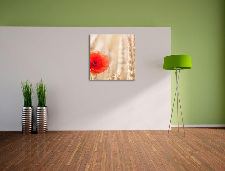 Mohnblume im Kornfeld, Format: 70x70 auf Leinwand, XXL riesige Bilder fertig gerahmt mit Keilrahmen,