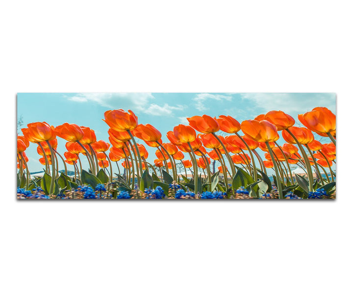 Paul Sinus Art Panoramabild auf Leinwand und Keilrahmen 150x50cm Tulpenfeld Blumen Himmel Frühling
