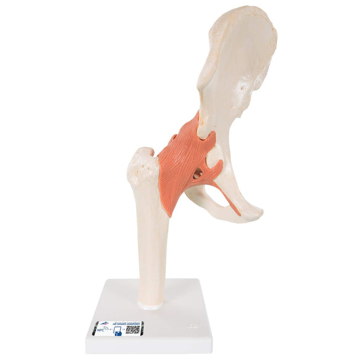 3B Scientific Menschliche Anatomie - Luxus Hüftgelenk-Funktionsmodell + kostenlose Anatomie App - 3B