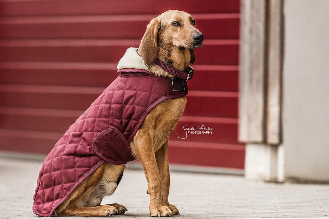 Kentucky Hundemantel Bordeaux XL, bordeaux XL