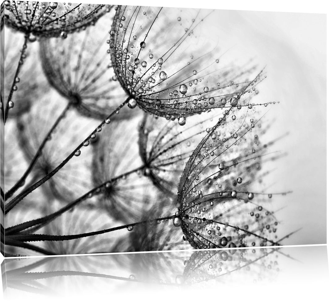 Pixxprint Monocrome, Tropfen bedeckte Pusteblumen, Format: 100x70 auf Leinwand, 100x70