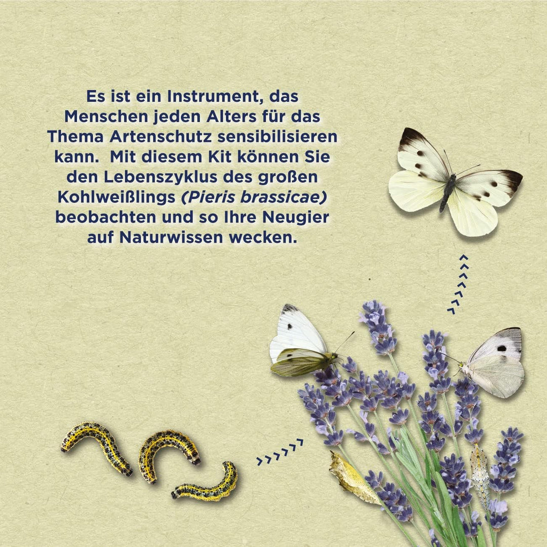 ButterflyKit, das Kit für die Zucht von Schmetterlingen der Gattung &