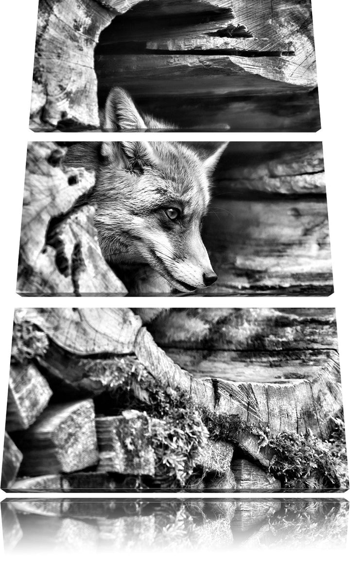 Pixxprint Fuchs im Baumstamm als Leinwandbild/Grösse: 3 Teilig (120x80) / Wandbild/Kunstdruck/fertig