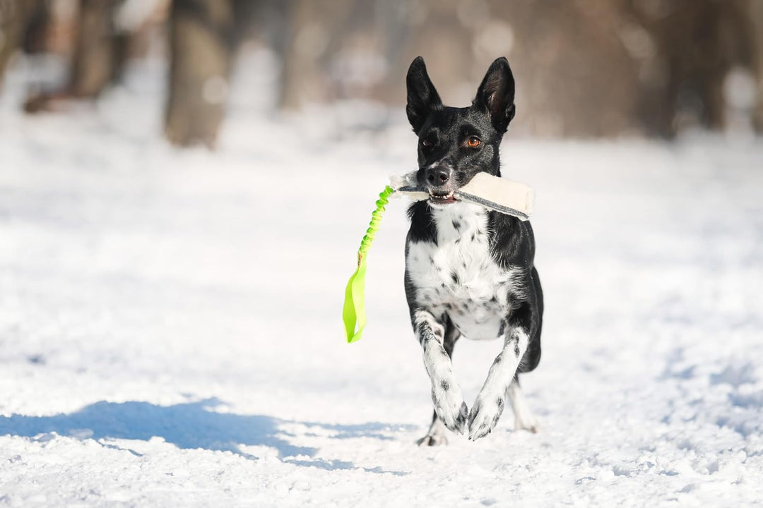 Dingo Beisswurst Wolle mit Griff Bungee Grün 20 cm x 6 cm Agility Apporte Spiel Training Hundespielz