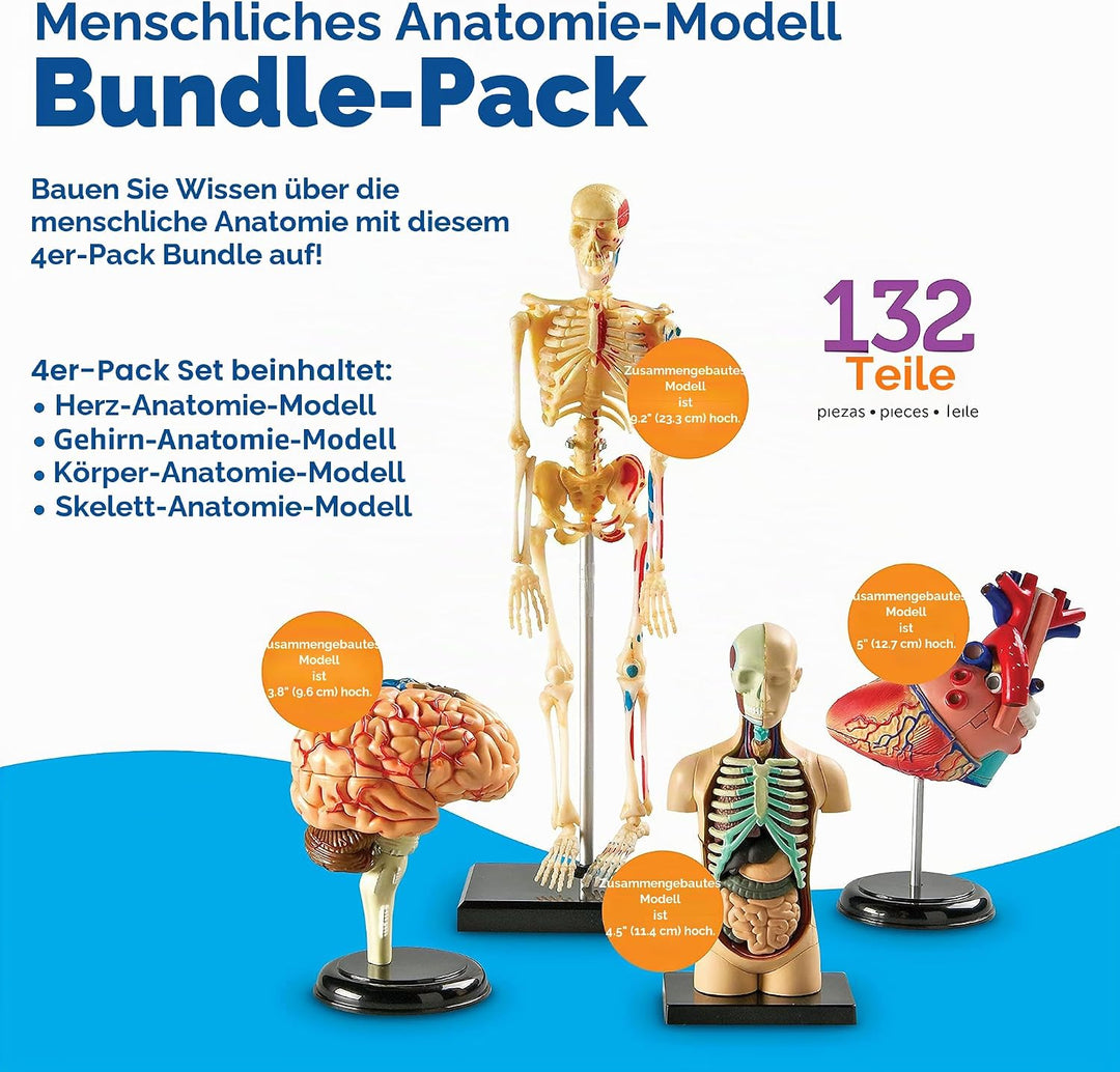 Learning Resources Anatomiemodell-Set