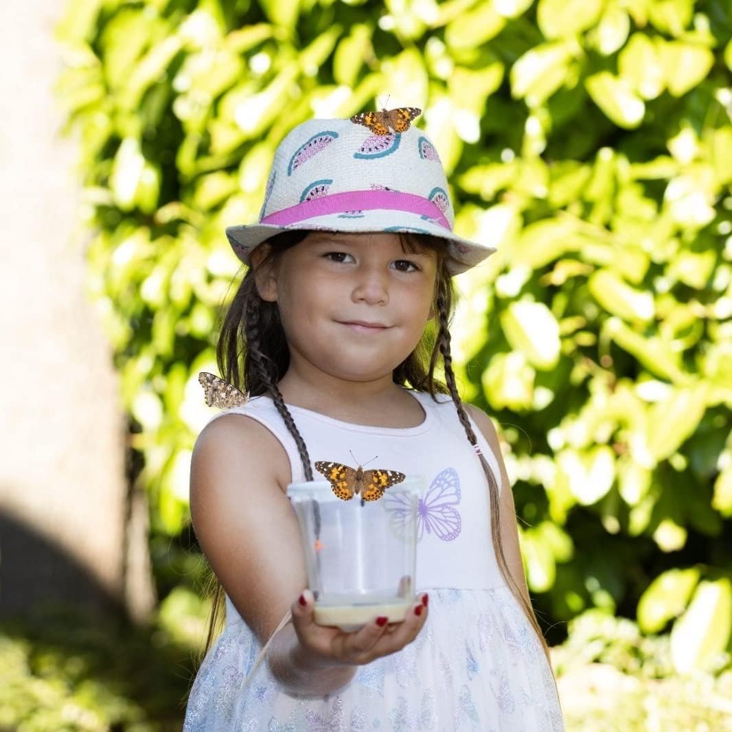 Schmetterlingszucht-Set für Kinder/Erwachsene | Ideal für zuhause | Heimische Schmetterling züchten