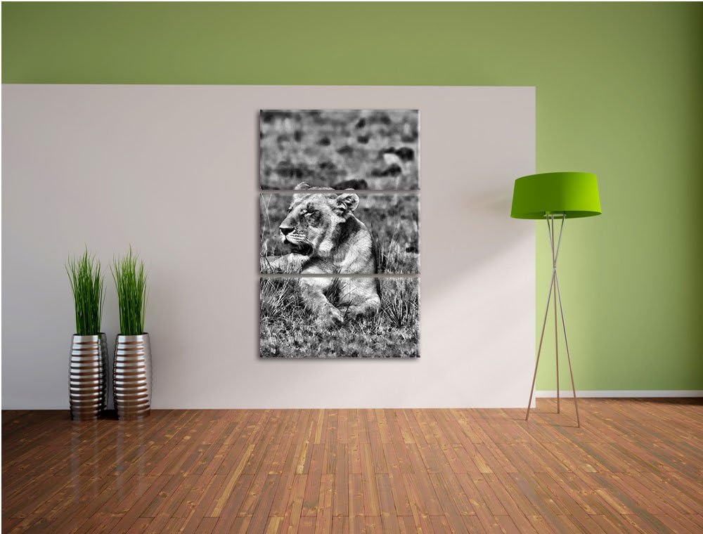 Pixxprint Monocrome, Löwin entspannt im Gras 3-Teiler Leinwandbild 120x80 Bild auf Leinwand