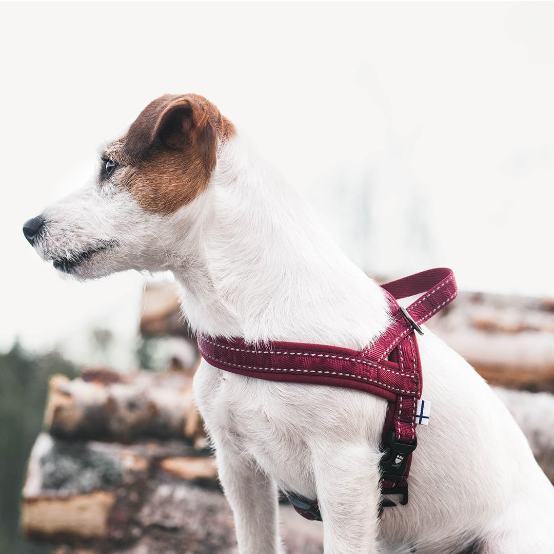 Hurtta Casual Padded Dog Harness, Lingon, 14 in Lingon 12-14", Lingon 12-14"