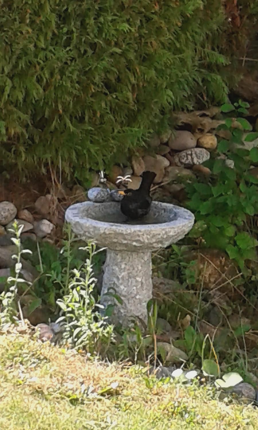 Vogelbad aus Granit mit Fuss (2 Steinvögel am Rand sitzend), 2 Steinvögel am Rand sitzend