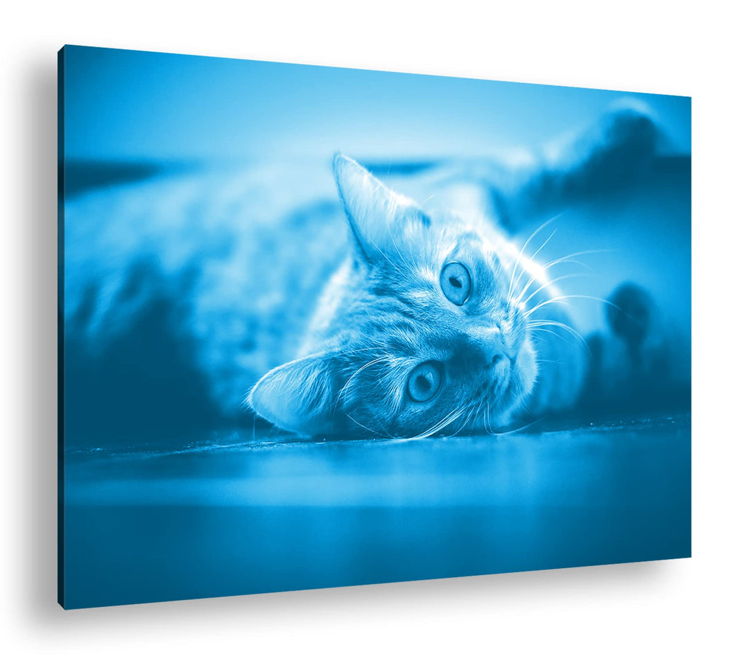 deyoli süsse verspielte Katze Format 80x60 Effekt: Monocrome Blau als Leinwandbild, Motiv fertig ger