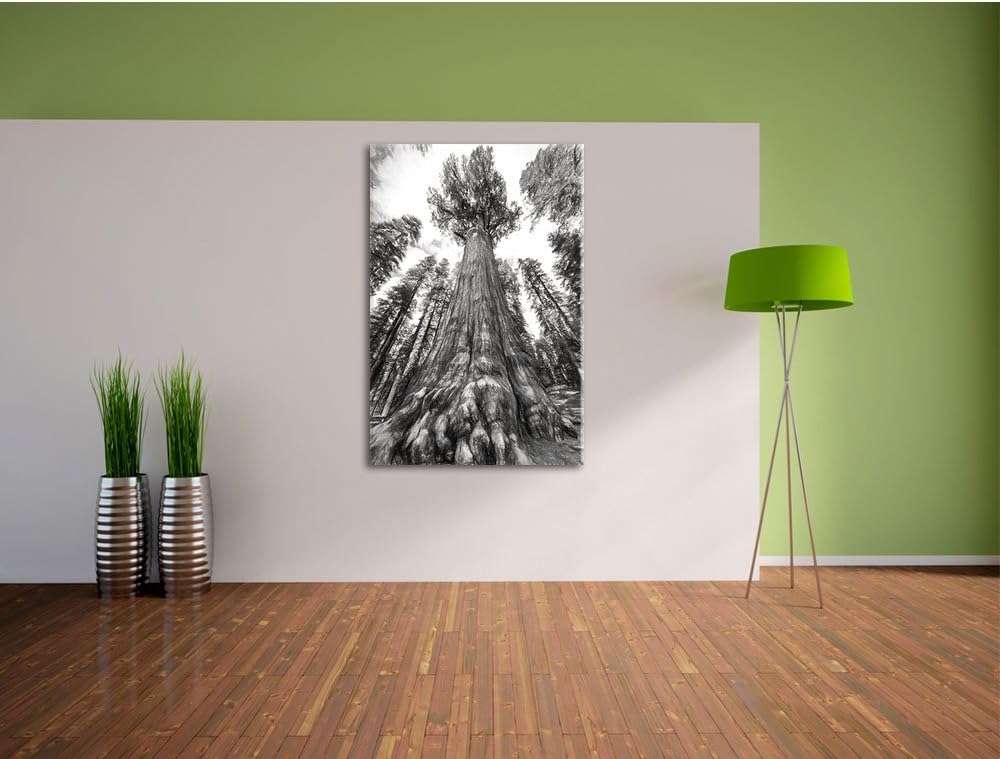 Pixxprint Mammutbaum im Regenwald Kohle Effekt, Format: 100x70 auf Leinwand, 100x70