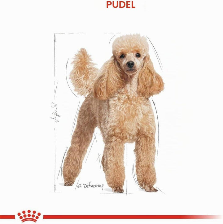 Royal Canin Poodle Erwachsene Hundefutter, 3 Kg