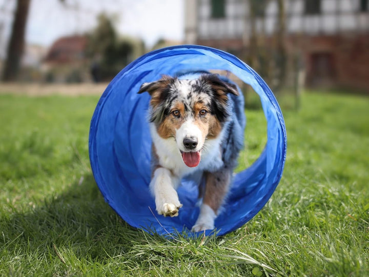 NATIV Tunnel für Hundetraining, Agility Training für Hunde, Hundesport XL, XL