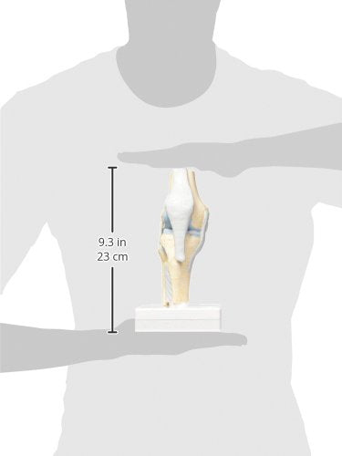 3B Scientific Menschliche Anatomie - Gelenkschnitt-Modell des Knies, 3-teilig + kostenlose Anatomie